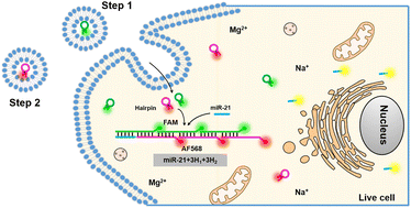 Graphical abstract: Conditional regulation of HCR for rapid visualization of endogenous miR-21 in cancer cells