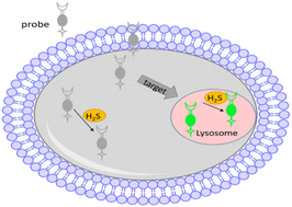 Graphical abstract: A lysosome targetable and acidic pH-activated fluorescent probe for two-photon imaging of hydrogen sulfide in live cells and animals