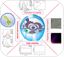Graphical abstract: A benzothiadiazole-based polar fluorescent probe for targeting lipid droplets in living cells