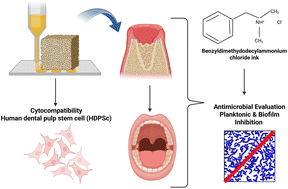 Graphical abstract: Antimicrobial 3D printed gelatin scaffolds for root canal disinfection in regenerative endodontics procedures