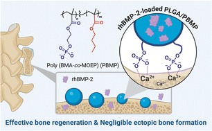 Graphical abstract: Calcium-binding PLGA microparticles releasing rhBMP-2 for enhancement of bone healing with minimal ectopic bone formation in spine fusion