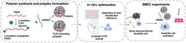 Graphical abstract: Engineering immunostimulatory nanocarriers: TLR7-agonist conjugated poly(beta-amino ester) mRNA delivery systems