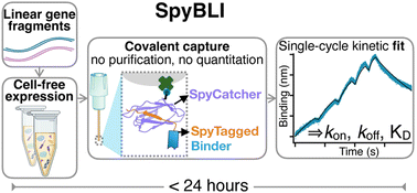 Graphical abstract: The SpyBLI cell-free pipeline for the rapid quantification of binding kinetics from crude samples