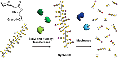 Graphical abstract: Chemoenzymatic synthesis of sialylated and fucosylated mucin analogs reveals glycan-dependent effects on protein conformation and degradation
