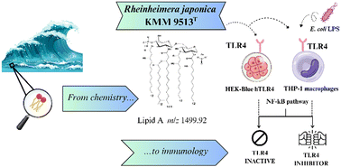 Graphical abstract: Signals from the sea: the structural peculiarity of lipid A and weak immunostimulatory lipopolysaccharide from Rheinheimera japonica