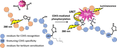 Graphical abstract: Novel terbium-sensitizing peptide substrates for cyclin-dependent kinase 5 (CDK5) and their demonstration in luminescence kinase assays