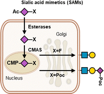 Graphical abstract: Investigating the utilization mechanism and kinetics of sialic acid mimetics in mammalian cell lines
