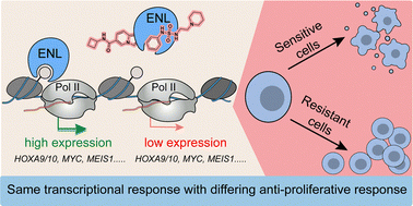 Graphical abstract: A chemical-genetic interaction between PAF1 and ENL/AF9 YEATS inhibition