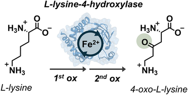 Graphical abstract: Sequential oxidation of l-lysine by a non-heme iron hydroxylase