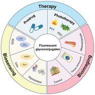 Graphical abstract: Recent advances in fluorescent glycoconjugate probes for biosensing, bioimaging and targeted photodynamic therapy
