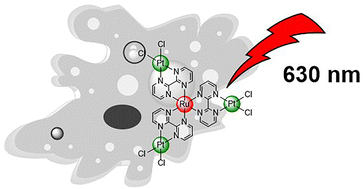 Graphical abstract: Red-light excitation of a Ru(ii)–Pt(ii) tetranuclear complex for combined photoactivated chemotherapy and photodynamic therapy