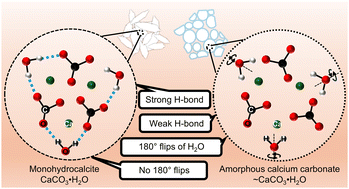Graphical abstract: Investigation of the structure and dynamics of amorphous calcium carbonate by NMR: stabilization by poly-aspartate and comparison to monohydrocalcite