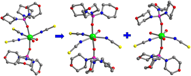 Graphical abstract: Synergistic construction of highly symmetrical lanthanide single-ion magnets using neutral phosphoryl and anionic thiocyanate ligands