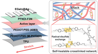 Graphical abstract: Dynamic disulfide bond networks enable self-healable and mechanically resilient intrinsically stretchable organic solar cells