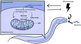 Graphical abstract: Caenorhabditis elegans fed native gut microbiota have altered bioenergetic pathway utilization impacting mitochondrial function and susceptibility to pollutants