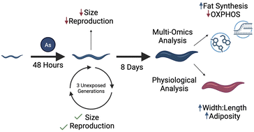 Graphical abstract: Persistent effects of early-life arsenic exposure in Caenorhabditis elegans