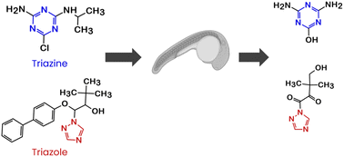 Graphical abstract: Identification of persistent substructures in transformation products with zebrafish embryos using cheminformatics and a suspect screening approach