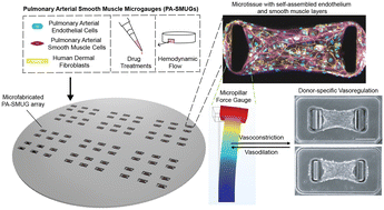 Graphical abstract: Endothelial-smooth muscle microgauges for modeling pulmonary arterial vasoregulation
