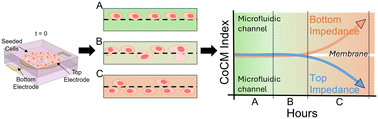 Graphical abstract: Real-time impedance-based cell migration measurements with integrated electrodes on porous membranes for next generation microphysiological systems