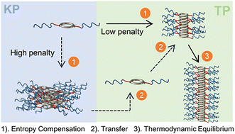 Graphical abstract: Mapping the energy landscape of a supramolecular system via time-resolved asymmetric-flow field flow fractionation