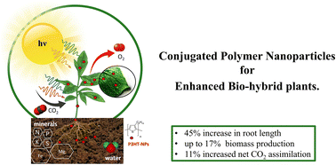 Graphical abstract: Conjugated polymer nanoparticles boosting growth and photosynthesis in biohybrid plants