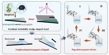 Graphical abstract: Bioinspired wood-based wedge-shaped surface with gradient wettability for enhanced directional liquid transport and fog harvesting