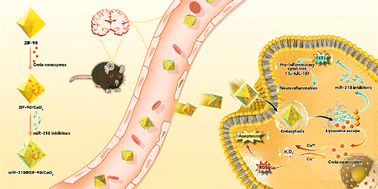 Graphical abstract: Multifunctional miRNA delivery systems provide synergistic neuroprotection against cerebral ischemia reperfusion injury
