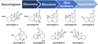 Graphical abstract: Discovery, structure revision, synthesis, and application of all known and even unknown securingine alkaloids