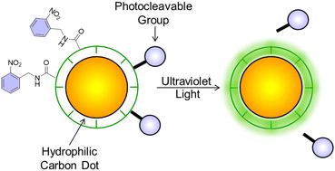 Graphical abstract: Photoinduced luminescence activation of hydrophilic ‘caged’ carbons dots