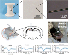 Graphical abstract: A flexible and biocompatible trilayer coaxial heterogeneous structure microfiber electrode for long-term electrophysiological recordings in freely moving mice
