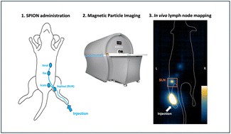 Graphical abstract: Magnetic particle imaging lymphography (MPIL): a technique for lymph node mapping