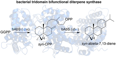 Graphical abstract: Discovery of a plant-like tridomain bifunctional syn-abieta-7,13-diene synthase in Streptomyces