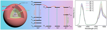 Graphical abstract: High-sensitivity lanthanide ratiometric nanothermometers in the second biological window through bidirectional thermal response engineering