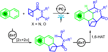 Graphical abstract: Successive energy-transfer catalytic dearomative reactions of quinolines with bicyclo[1.1.0]butanes for the synthesis of pyridine-fused 3D complicated molecules