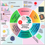 Graphical abstract: Carbon dots as probes in FLIM:a review of applications and advances in cellular imaging