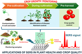 Graphical abstract: Advances in surface-enhanced Raman scattering applications for precision agriculture: monitoring plant health and crop quality