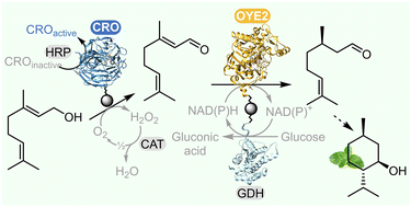 Graphical abstract: Enantioselective synthesis of (R)-citronellal from geraniol with an immobilised copper alcohol oxidase and ene reductase