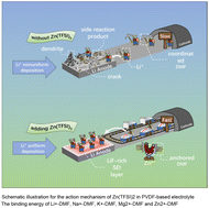 Graphical abstract: Regulating cation–solvent interactions in PVDF-based solid-state electrolytes for advanced Li metal batteries