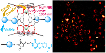 Graphical abstract: Novel lanthanide(iii)/gallium(iii) metallacrowns with appended visible-absorbing organic sensitizers for molecular near-infrared imaging of living cells