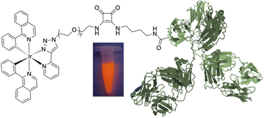 Graphical abstract: Toward photodynamic detection and photodynamic therapy of tumours over-expressing carbonic anhydrase IX with a phosphorescent organometallic iridium(iii) antibody conjugate