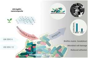 Graphical abstract: Antibiofilm efficacy of a green graphene oxide-silver nanocomposite against mixed microbial species biofilms: an in vitro and in silico approach
