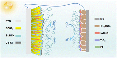 Graphical abstract: BiVO4/Bi:NiO/Co–Ci photoanode and BiVO4–Cu3BiS3 tandem cell for unbiased solar hydrogen evolution and simultaneous urea oxidation