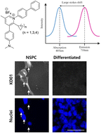 Graphical abstract: Discovery of asymmetric pyridinium-based fluorescent probes with large Stokes shifts for live neural stem/progenitor cells