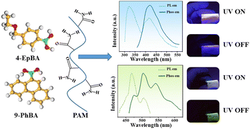 Graphical abstract: In situ synthesis of multicolor phosphorescent films of polyacrylamide by regulating the conjugation of guest molecules