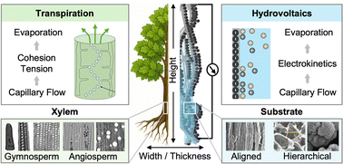 Graphical abstract: From plant transpiration to hydrovoltaics: distributed energy harvesting driven by water evaporation
