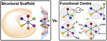Graphical abstract: Metal complexes in medicine: structural scaffolds vs. functional centres