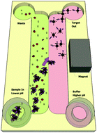 Graphical abstract: Dynamic bioprocessing and microfluidic transport control with smart magnetic nanoparticles in laminar-flow devices