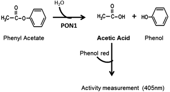 Graphical abstract: Quantification of the arylesterase activity of paraoxonase-1 in human blood