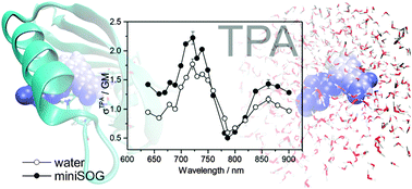 Graphical abstract: Effect of chromophore encapsulation on linear and nonlinear optical properties: the case of “miniSOG”, a protein-encased flavin