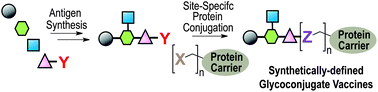 Graphical abstract: Synthetically defined glycoprotein vaccines: current status and future directions